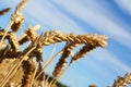 Beautiful wheat (rye) ear on the fieal Royalty Free Stock Photo