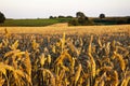 Beautiful Wheat.Sunset Royalty Free Stock Photo