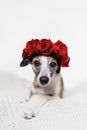 Beautiful Whippet Dog laying on white lace blanket with red rose flowers wreath on head in front of white background. Royalty Free Stock Photo