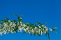 White acacia bloom in Moldova