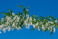 White acacia bloom in Moldova