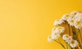 Beautiful white achillea flowers (common yarrow) on a yellow background.