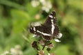 A White Admiral Butterfly, Limenitis camilla, nectaring on a blackberry flower at the edge of woodland.