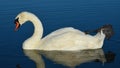 Beautiful white adult Mute Swan bird, latin name Cygnus Olor, drinking water from large fish pond while swimming Royalty Free Stock Photo