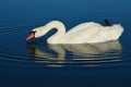 Beautiful white adult Mute Swan bird, latin name Cygnus Olor, drinking water from large fish pond while swimming Royalty Free Stock Photo