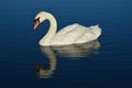 Beautiful white adult Mute Swan, latin name Cygnus Olor, swimming on calm water of large fish pond, reflecting her elegant body