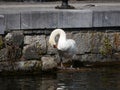 Beautiful white adult mute swan portrait, grooming his plumage on a sunny day. Royalty Free Stock Photo