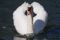 Beautiful white adult mute swan portrait, swimming straight towards camera on a sunny day. Royalty Free Stock Photo