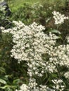Beautiful White Alabama Wildflower Common Boneset - Eupatorium perfoliatum -Growing in Morgan County