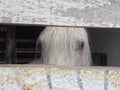 A beautiful white, albino horse, with blue eyes the color of the sky, behind a wooden fence, with a mysterious look and attentive Royalty Free Stock Photo