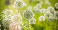 Beautiful White Allium circular globe shaped flowers blow in the wind