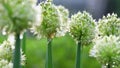 White Allium circular flowers background