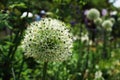 Beautiful White Allium flower growth in the garden Royalty Free Stock Photo