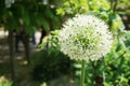 Beautiful White Allium flower growth in the garden Royalty Free Stock Photo