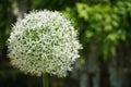 Beautiful White Allium flower growth in the garden Royalty Free Stock Photo