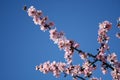 Beautiful white almond flowers in january Royalty Free Stock Photo