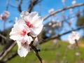 Beautiful white almond flowers with pink details in the center Royalty Free Stock Photo