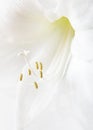 Beautiful white Amaryllis flower, large flowering Moonlight, or Luna isolated on white background. Copy space. Beautiful white mac