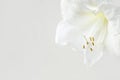 Beautiful white Amaryllis flower, large flowering Moonlight, or Luna on white background. Copy space. Beautiful white mac