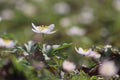 Beautiful White Anemone nemerosa, Wood Anemone