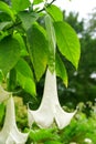 White Angel`s Trumpet Brugmansia `Cypress Gardens` flower