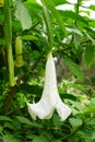 White Angel`s Trumpet Brugmansia `Cypress Gardens` flower