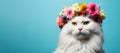 Beautiful white angora cat in a crown of flowers on a blue background Royalty Free Stock Photo