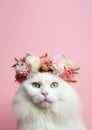 Beautiful white angora cat in a crown of flowers on a pink background Royalty Free Stock Photo