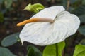 Beautiful white anthurium, white Laceleaf flower Royalty Free Stock Photo