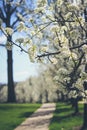 Beautiful white apple blossom sprouts on a branch of a tree during the beginning of the Spring Royalty Free Stock Photo