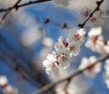 Beautiful white apple blossoms on a tree, blooming in early spring, blurred background Royalty Free Stock Photo