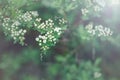 Beautiful white apple flowers buds on tree branches Royalty Free Stock Photo
