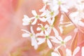 Beautiful white apple flowers buds on tree branches