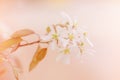 Beautiful white apple flowers buds on tree branches Royalty Free Stock Photo