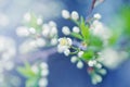 Beautiful white apple flowers buds on tree branches Royalty Free Stock Photo