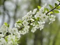 Beautiful white apple tree flower Royalty Free Stock Photo