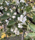 Beautiful white apple tree flower Royalty Free Stock Photo