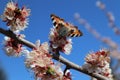 Spring Paradise. Butterfly on a flower and blue sky, spring Royalty Free Stock Photo