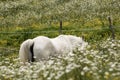 Beautiful white arabian horse grazing in a field full of daisies. Spring concept. Farm life Royalty Free Stock Photo