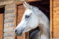 Beautiful white Arabian horse looking out of stall window at brick stable Royalty Free Stock Photo