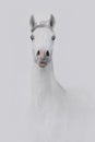 beautiful white arabian horse portrait Royalty Free Stock Photo