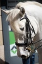 Beautiful white arabian stallion, close up view Royalty Free Stock Photo