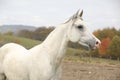 Beautiful white arabian stallion Royalty Free Stock Photo