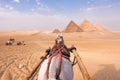 Beautiful White Arabic Horse Pulling Towards Giza Great Pyramids in Cairo Desert