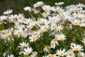 A beautiful white Argyranthemum flower in a green soil background. Royalty Free Stock Photo