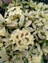 beautiful white Ashoka flower plant