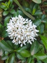 Beautiful White Ashoka Flowers