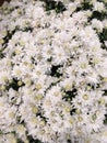 White autumne flowers Royalty Free Stock Photo