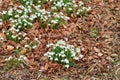 Beautiful, white autumn garden flowers with leaves in the background outside. Group view of snowdrops in nature with Royalty Free Stock Photo