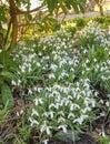 Beautiful, white autumn garden flowers view in a natural green landscape outside. Closeup of snowdrop plants, grass Royalty Free Stock Photo